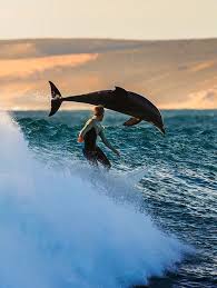 Pin By Georgia Gooding On Animals Surfing Surfing Waves Dolphins