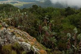 Image result for Commiphora fulvotomentosa