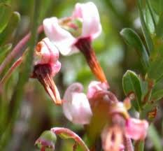 Image result for Vaccinium madagascariense