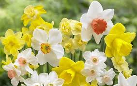 Narcisz Mix Kerteszkedes