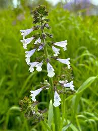 Image result for Salvia