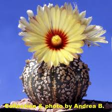 Image result for Thesium asterias