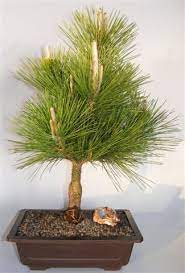 We did not find results for: Japanese Black Pine Bonsai Tree Pinus Thunbergii Thunderhead