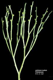 Image result for Psilotum nudum