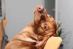 Vizsla in Not e.V. - Abschied 2017