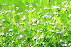 Image result for Adenostemma viscosum