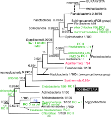 Image result for Phyla