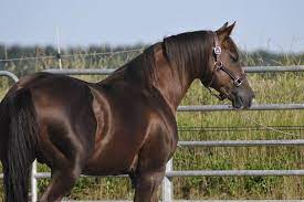 Pin On Horses - Chocolate