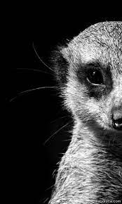 By Diana Barocsi Animals Black And White Animal Photography Meerkat