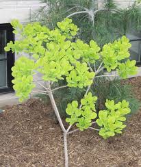 Cotinus 'golden spirit,' a smoke tree with foliage like sunshine. Plantfiles Pictures Cotinus European Smoke Tree Smoketree Golden Spirit Cotinus Coggygria By Dybbuk