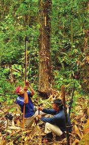 Image result for Marquesia macroura