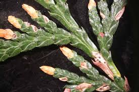 Image result for didymascella thujina