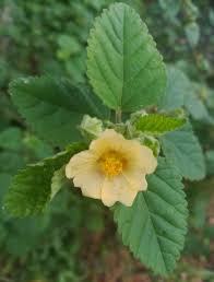 Image result for Sida chrysantha