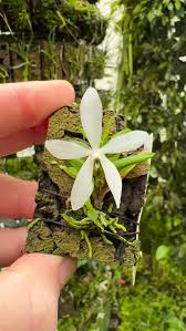 Image result for Lepidagathis pallescens