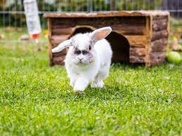 As a result, many people do ask the question as to whether their pet rabbit can live outside all year round. How Long Do Pet Rabbits Live