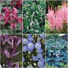 Flowers for canada offers same day flower & gift basket delivery for canada at very low rates. Perennial Shade Garden Bulb Collection Flowers And Bulbs Veseys