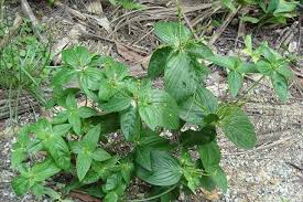 Image result for Spigelia anthelmia