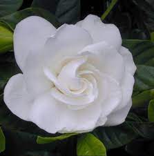 Pin On Flowers And Gardens