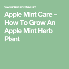 Apple Mint Uses Information And Tips For Growing Apple Mint Plants Mint Herb Apple Mint Mint Plants