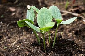 Maybe you would like to learn more about one of these? Growing Squash Seedlings What To Do Now They Ve Sprouted