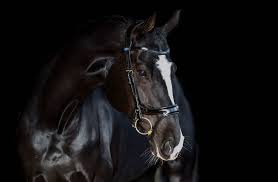 Did you scroll all this way to get facts about hobby horse trense? Trense Jump Off Englisch Kombiniert Trensen Trensen Kandaren Pferd Kavalio Beste Auswahl An Reitsportartikeln Kostenloser Versand Ruckversand Deutschland