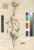 Image result for Vernonia amblyolepis