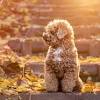 Browse 2,838 toy poodle stock photos and images available, or search for toy poodle white background or white toy poodle to find more great stock photos and pictures. 3