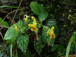 Image result for Impatiens gomphophylla