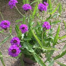 Image result for Verbena rigida