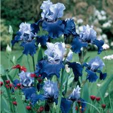Best Bet Reblooming Tall Bearded Iris Iris Garden Iris Flowers Flower Garden Plans