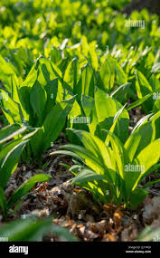 Image result for Allium ursinum