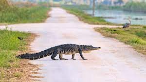 Crane Helps Alligator Cross the Road in Florida Viral Video - Men's Journal