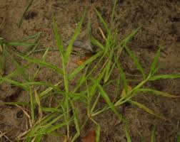 Image result for Dactyloctenium geminatum