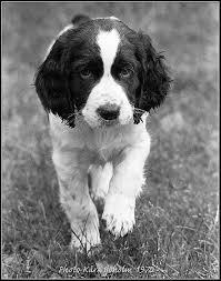 Black And White Short Hair English Springer Spaniel Wahh I Miss My English Spaniel Springer Spaniel English Springer Spaniel Springer Spaniel Puppies