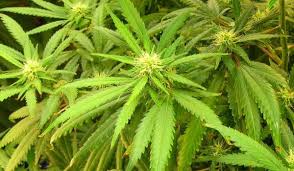 The best led light colors. Flowering Stages Of Cannabis Plants What To Expect Step By Step