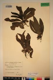 Image result for Pygmaeothamnus zeyheri