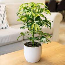 45cm Schefflera Gerda Umbrella Tree 13cm Pot By Plant Theory 9 99 Plants Schefflera Umbrella Tree