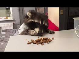 Maybe you would like to learn more about one of these? Raccoons Put On Clothes Jukin Media Inc