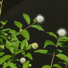 Image result for Cephalanthus