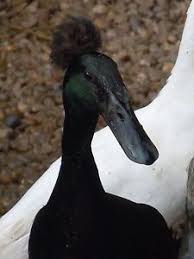 Black And White Domestic Duck Species Mr Handsome Crested Black Runner Duck Runner Ducks Geese Breeds Barnyard Animals