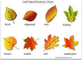 Printable Leaf Identification Chart Leaf Identification