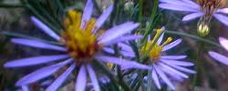 Image result for Felicia filifolia