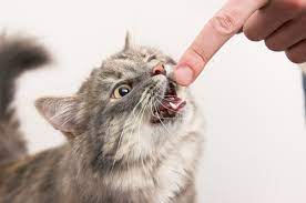 Kitten Teething Toys That Should Stop Them From Biting