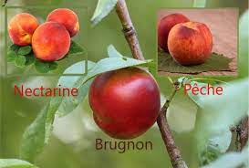 Quelles Sont Les Differences Entre Brugnons Et Nectarines 3 Recettes