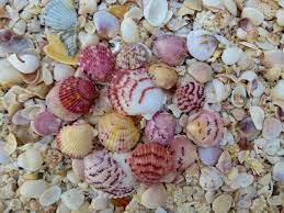 Happy Hunting For Seashells Sea Shells Sea Glass Shell Shells And Sand