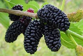 Maybe you would like to learn more about one of these? Mulberry Trees Are Awesome For Tortoises In Many Ways Shade Food Leaves And Some Provide Fruit For Those Which Can Have It Also Available In Weeping Trees Very Nice California Turtle