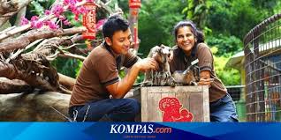 Lagu daerah / lagu wajib daerah. Lirik Dan Chord Anak Kambing Saya Lagu Anak Anak Populer