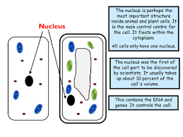 This gcse bbc bitesize video is from the original programmes from 2000 that were broadcast on bbc2. Aqa Gcse Biology Cell Biology Animal And Plant Cells Teaching Resources