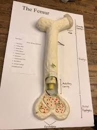 Test your knowledge on this science quiz and compare your score to others. Image Result For Long Bone Model Project Projects Ap Psych Bones