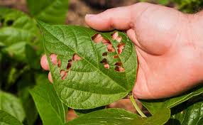 Pepper plants are among the productive plants you can find in most gardens. 3 Natural Pest Control Tips For Your Garden Stonyfield